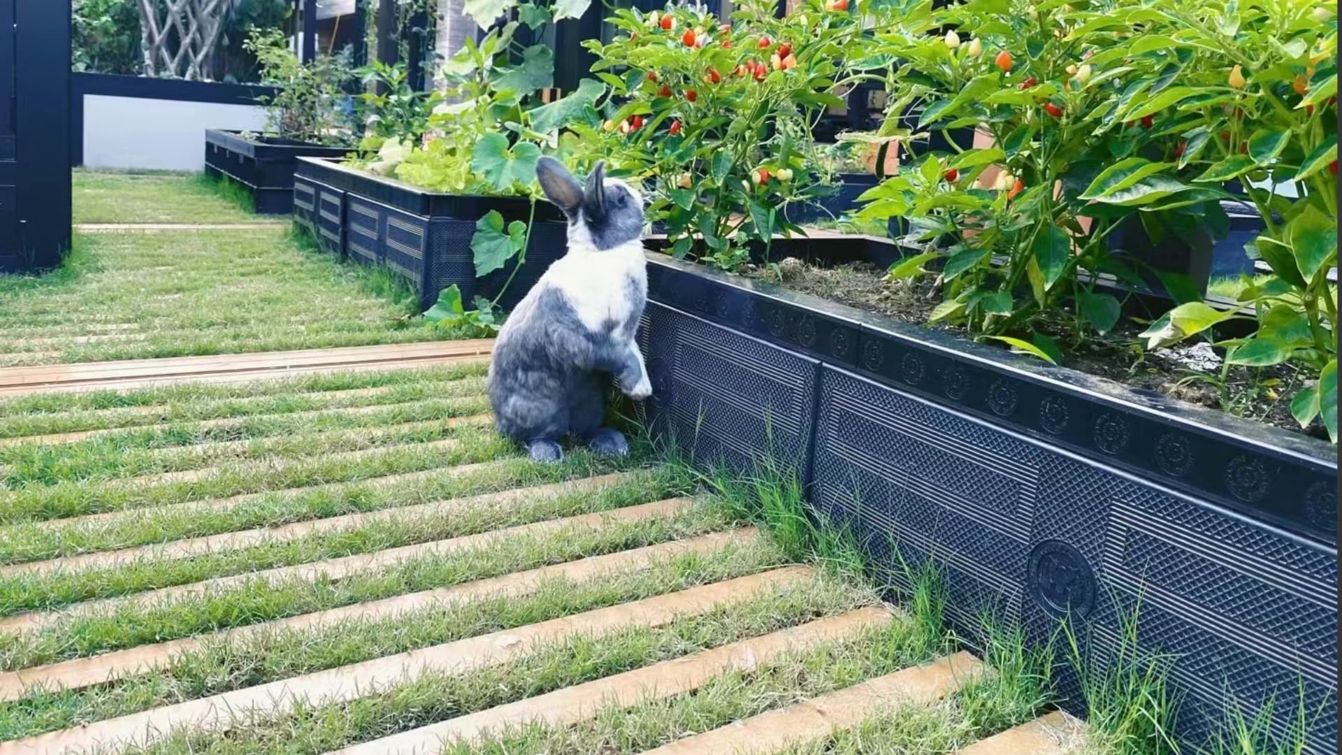 可踩踏是草坪图3